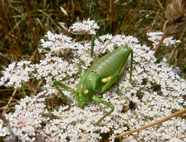 Bradiporidae: Uromenus (Bolivarius ) brevicollis insularis